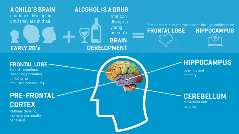 Alcohol And The Teenage Brain