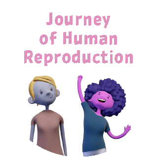 Journey Of Human Reproduction